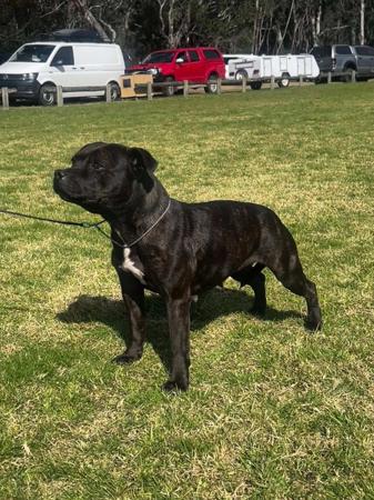 Staffordshire Bull Terrier for sale by WINTRODAN