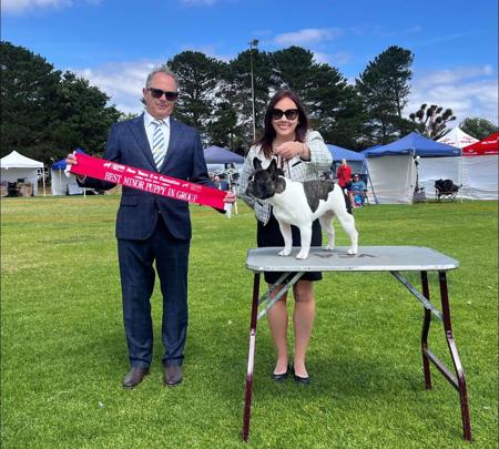 French Bulldog for sale by TEMMO