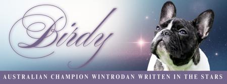 French Bulldog for sale by WINTRODAN