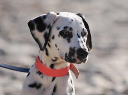 Dalmatian for sale by AMBERBAMBI2005