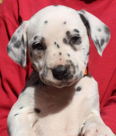 Dalmatian for sale by SPOTONPUPZ