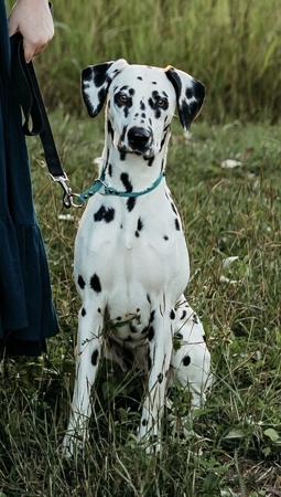Dalmatian for sale by SPOTONPUPZ