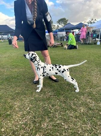 Dalmatian for sale by SPOTONPUPZ