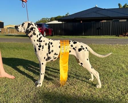 Dalmatian for sale by SPOTONPUPZ