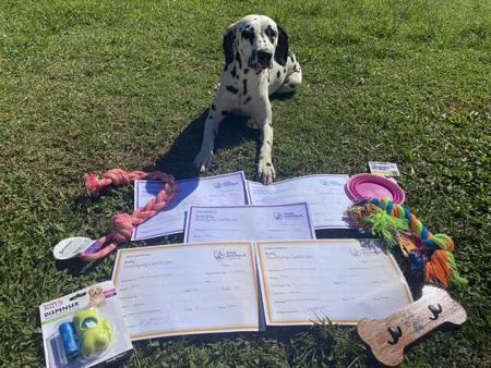 Dalmatian for sale by SPOTONPUPZ