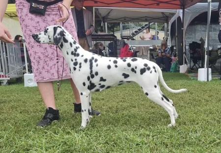 Dalmatian for sale by SPOTONPUPZ