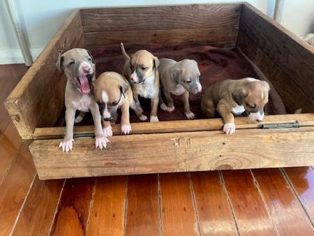 Italian Greyhound for sale by MANARK
