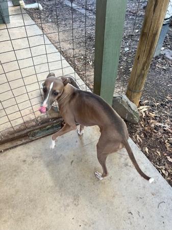 Italian Greyhound for sale by MANARK