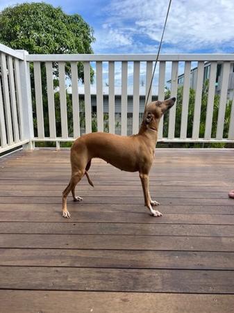 Italian Greyhound for sale by MANARK