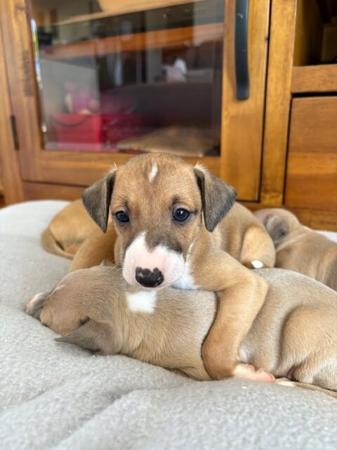 Italian Greyhound for sale by MANARK