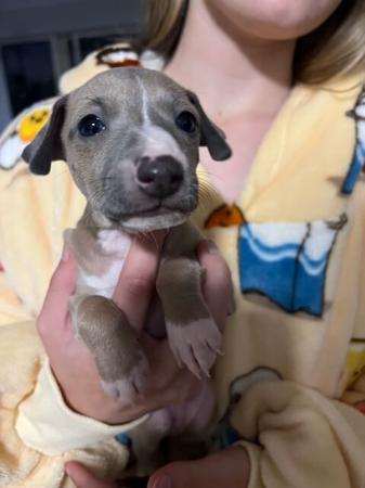 Italian Greyhound for sale by MANARK