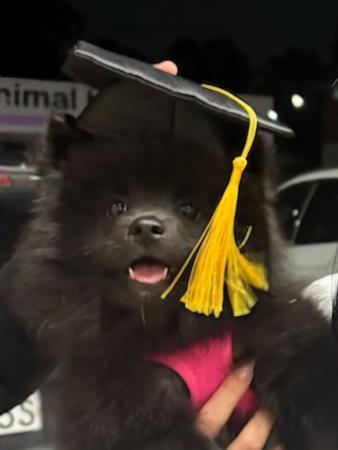 German Spitz (Mittel) puppy for sale by PERFEKTION