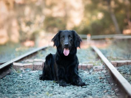 Flat Coated Retriever for sale by MALUNBEA