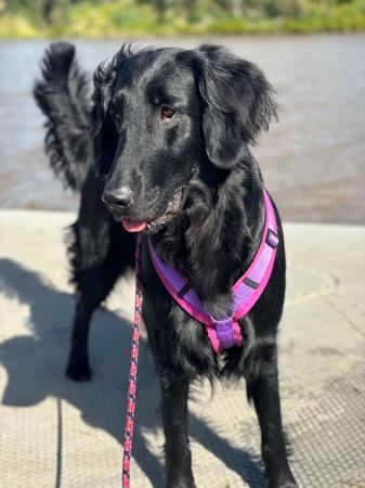 Flat Coated Retriever for sale by MALUNBEA