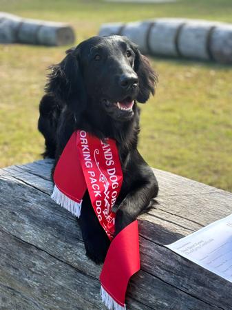 Flat Coated Retriever for sale by MALUNBEA