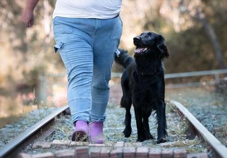 Flat Coated Retriever for sale by MALUNBEA