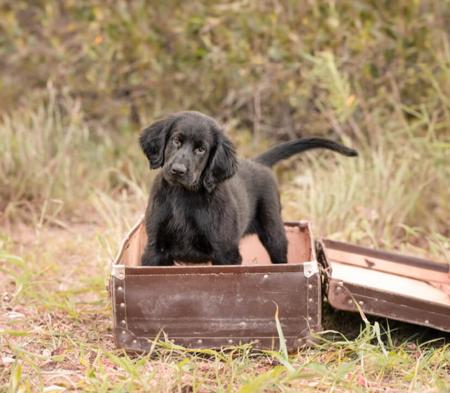 Flat Coated Retriever for sale by MALUNBEA