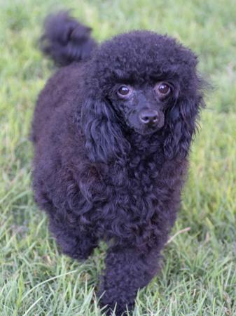 Poodle (Toy) puppy for sale by MONTESELFIUM