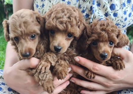 Poodle (Toy) puppy for sale by MONTESELFIUM