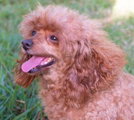 Poodle (Toy) dog for sale by MONTESELFIUM