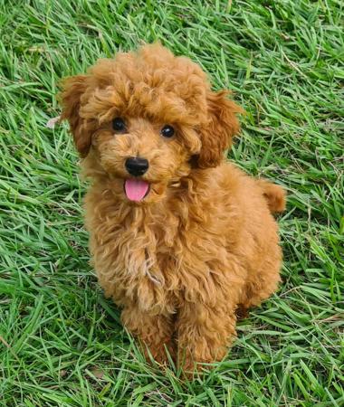 Poodle (Toy) puppy for sale by MONTESELFIUM