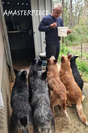 Australian Cattle Dog for sale by AMASTERPIECE