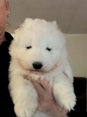 Samoyed puppy for sale by KIMARK