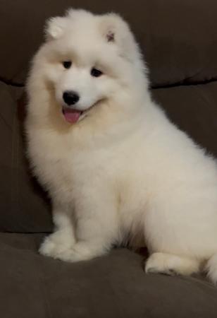 Samoyed puppy for sale by KIMARK