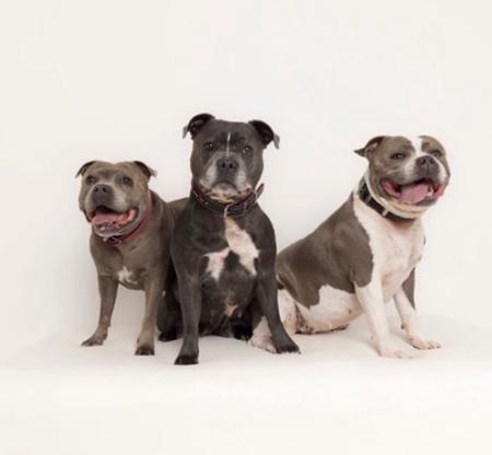Staffordshire Bull Terrier for sale by COUNTHESTARS