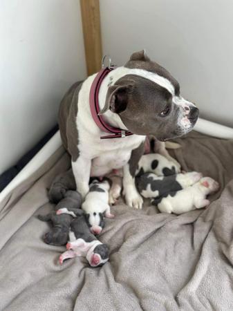 Staffordshire Bull Terrier for sale by COUNTHESTARS