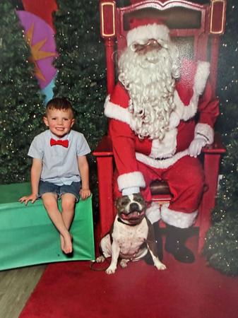 Staffordshire Bull Terrier for sale by COUNTHESTARS