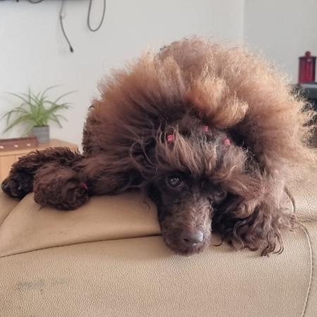 Poodle (Toy) for sale by KEACIA