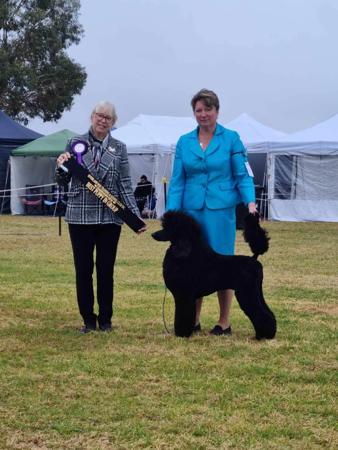 Poodle (Standard) for sale by KEACIA