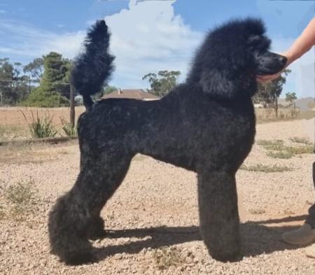 Poodle (Standard) for sale by KEACIA