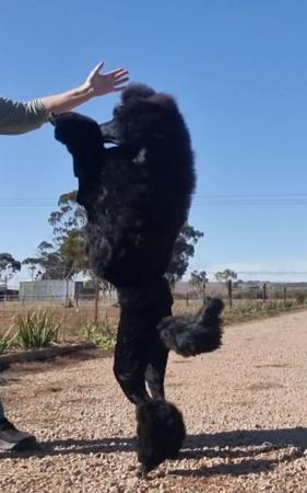 Poodle (Standard) for sale by KEACIA