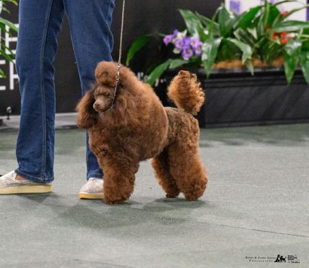 Poodle (Toy) for sale by KEACIA