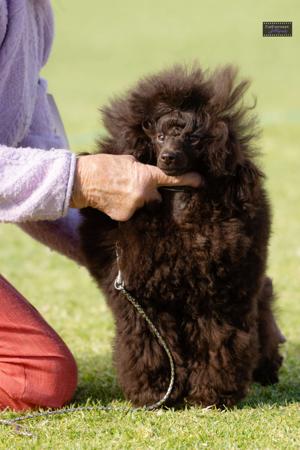 Poodle (Toy) for sale by KEACIA