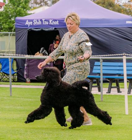 Poodle (Standard) for sale by KEACIA