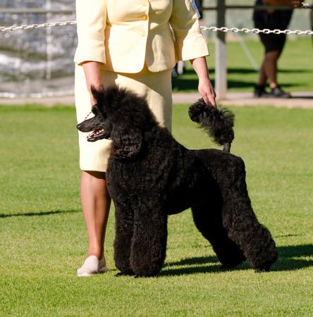 Poodle (Standard) for sale by KEACIA