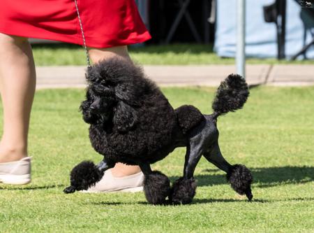 Poodle (Toy) for sale by KEACIA