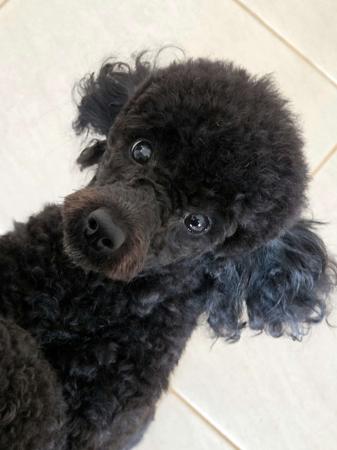 Poodle (Toy) for sale by KEACIA