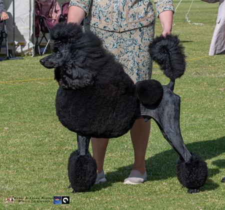 Poodle (Standard) for sale by KEACIA