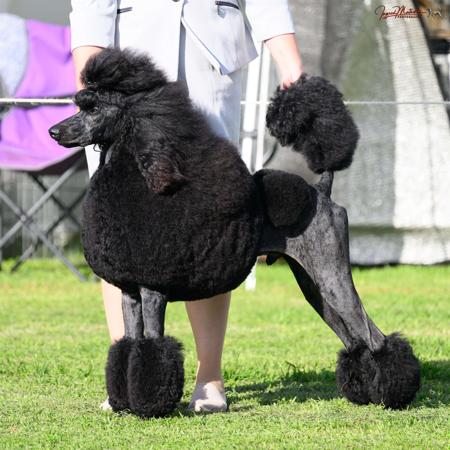 Poodle (Standard) for sale by KEACIA