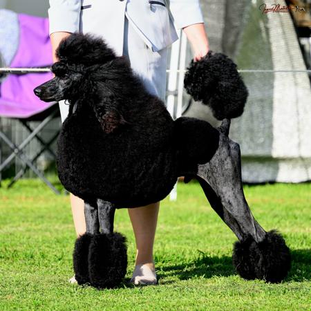 Aust Ch Keacia Icon Poodle (Standard)
