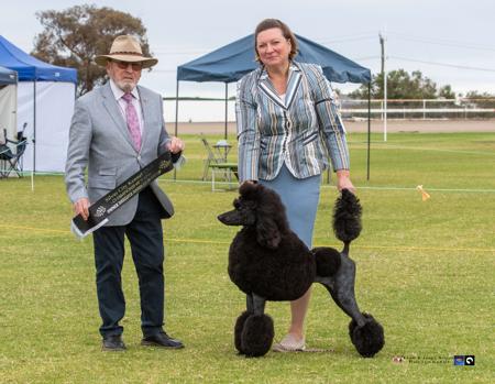 Aust Ch Keacia Flawless Poodle (Standard)