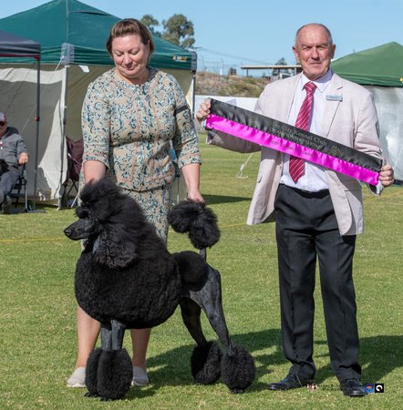 Poodle (Standard) for sale by KEACIA