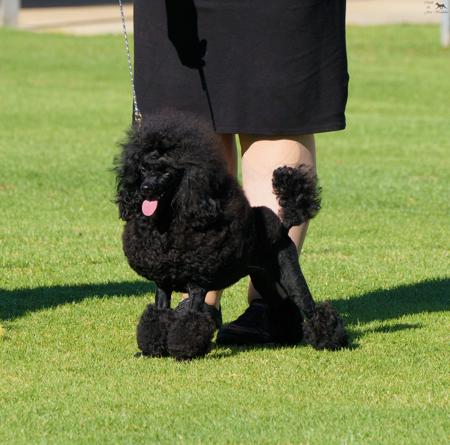 Poodle (Toy) for sale by KEACIA