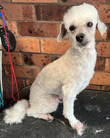 Poodle (Toy) puppy for sale by ELLUJE