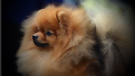Pomeranian for sale by POMFIRE