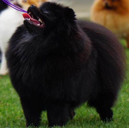 Pomeranian for sale by POMFIRE
